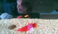 繁殖视频,生命延续的精彩瞬间