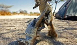 美女与动物交配视频