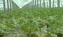 西瓜修剪技术视频,高效管理，丰收秘诀大公开