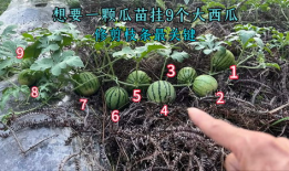 西瓜修剪技术视频,高效管理，丰收秘诀大公开