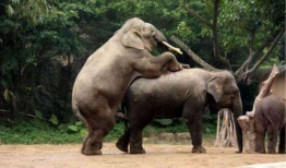 美女与动物交配视频