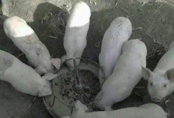 猪吃食的视频,自然觅食行为捕捉瞬间