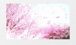 樱花视频,捕捉春日浪漫瞬间，带你领略花海之美