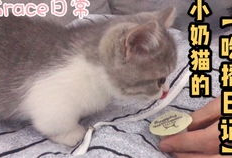 小奶猫视频,小奶猫视频里的温馨日常